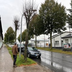 Baumfällungen in Leinefelde-Worbis