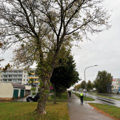 Baumfällungen in Leinefelde-Worbis