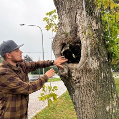 Baumfällungen in Leinefelde-Worbis